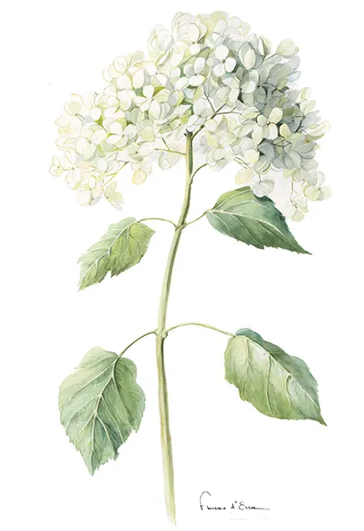Les Hortensias du Haut Bois Grandiflora carte postale A6