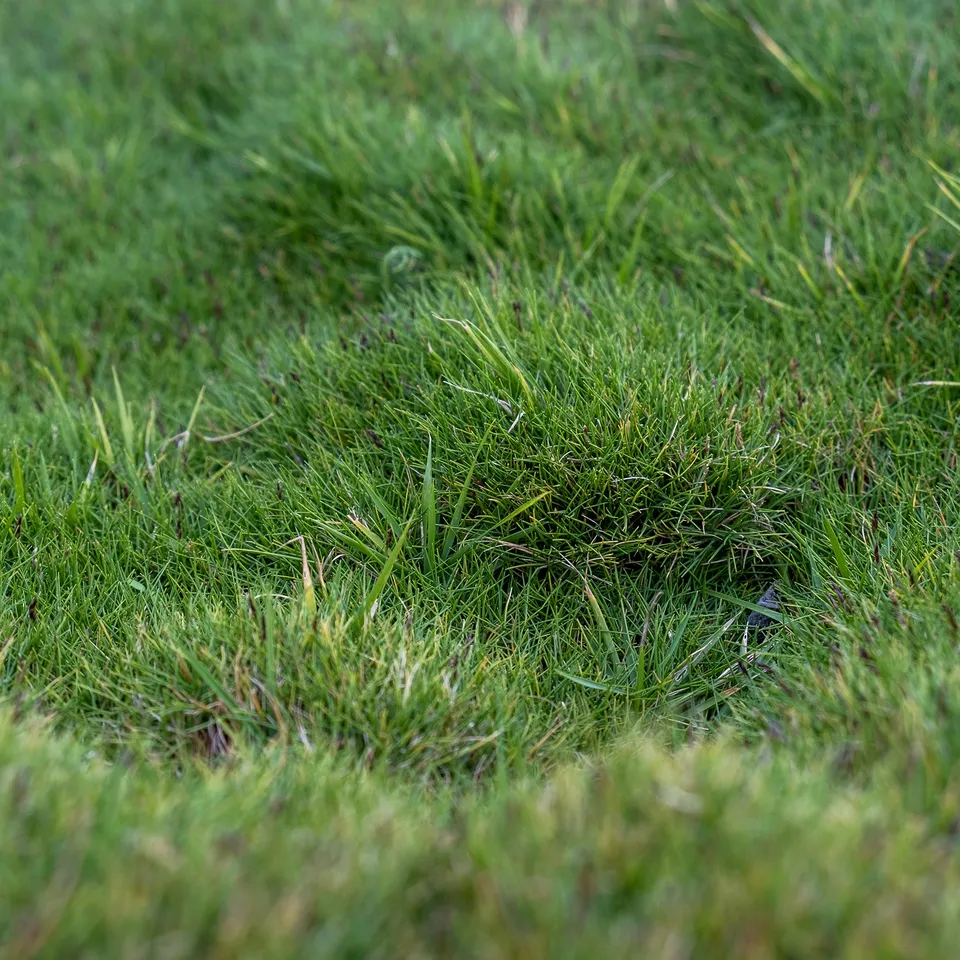 Bakker Zoysia tenuifolia gazon Mascareignes pot vert