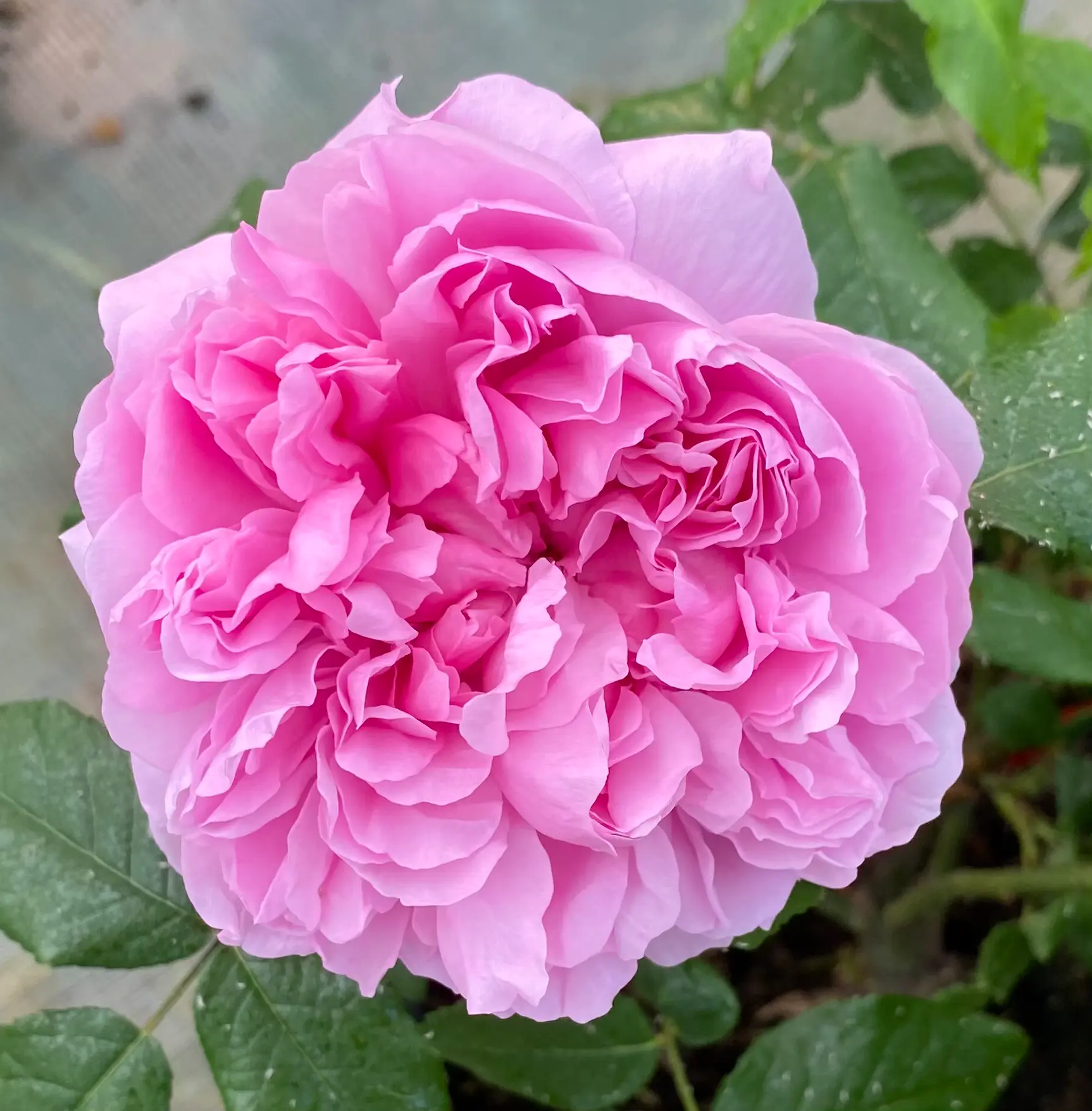 Michel Adam Jacques Cartier rosier arbustif rose très parfumé