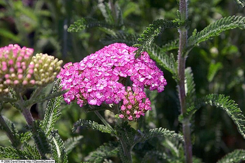 Passion Vivaces Achillea Apple Blossom achillée rose compacte