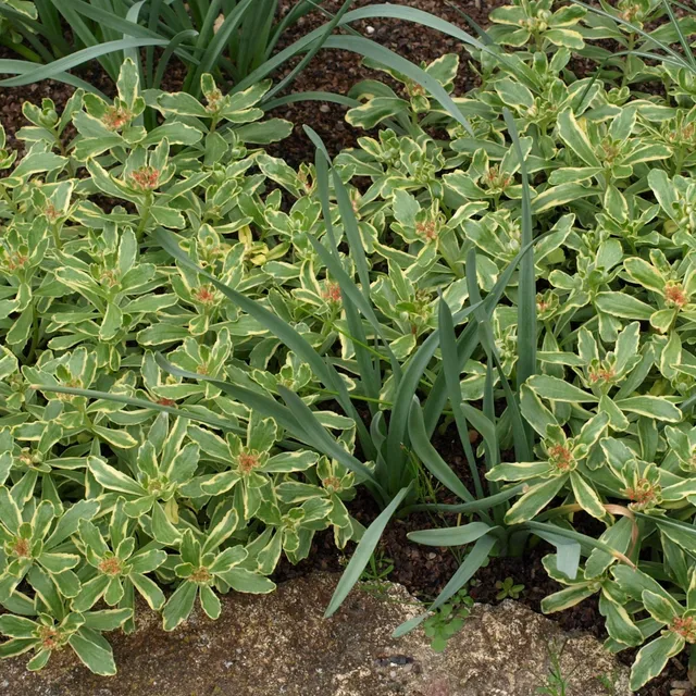 Passion Vivaces Sedum kamtschaticum Variegatum orpin pot 1L panaché