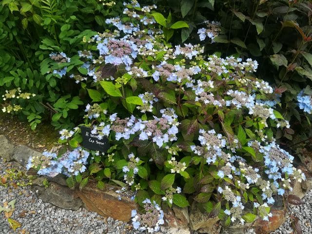 Les Hortensias du Haut Bois Cap Sizun hortensia serrata