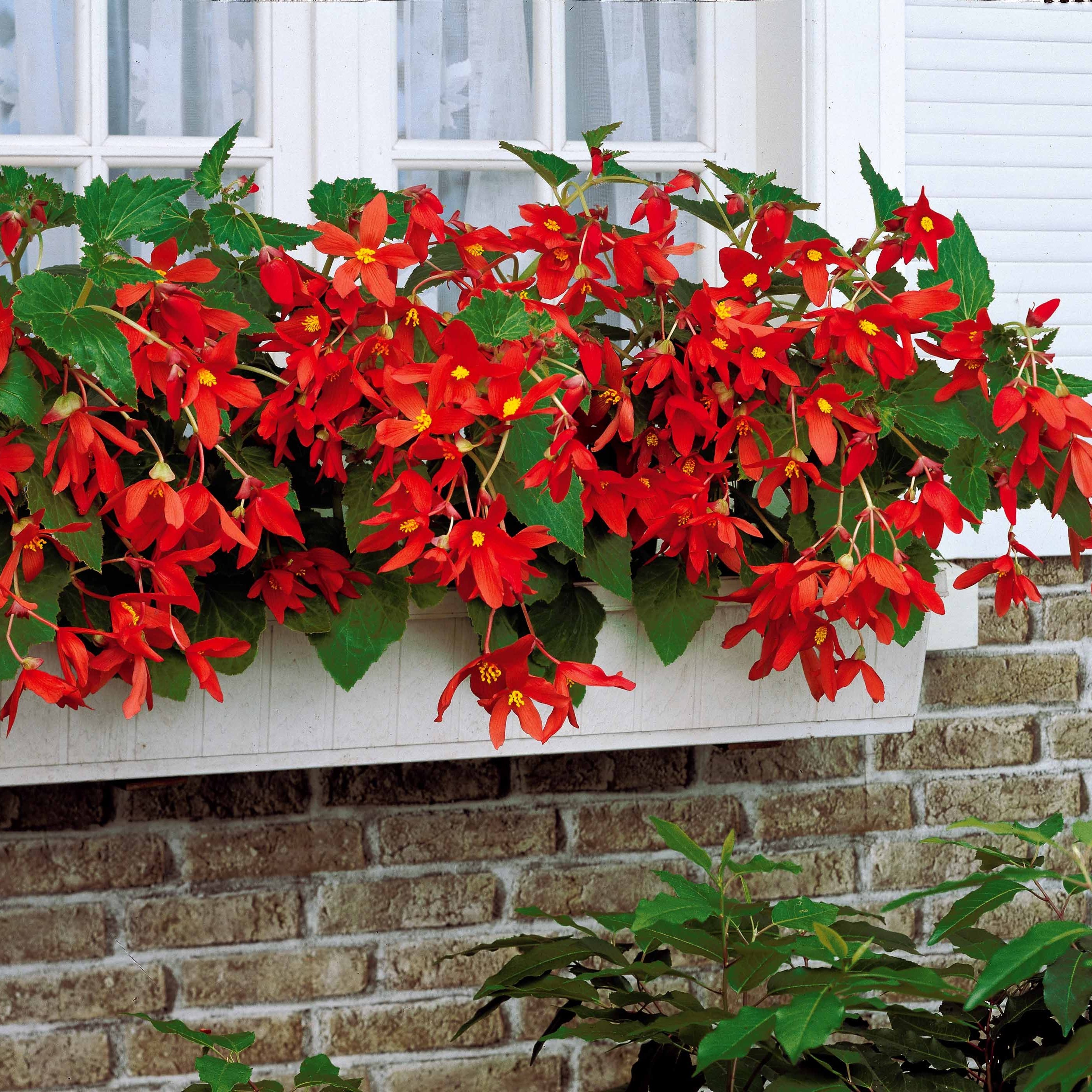 Bakker Tanaïs bégonia sachet 2 bulbes fleurs rouges