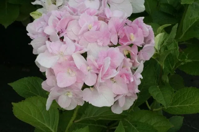 Les Hortensias du Haut Bois Domotoi hortensia double rose
