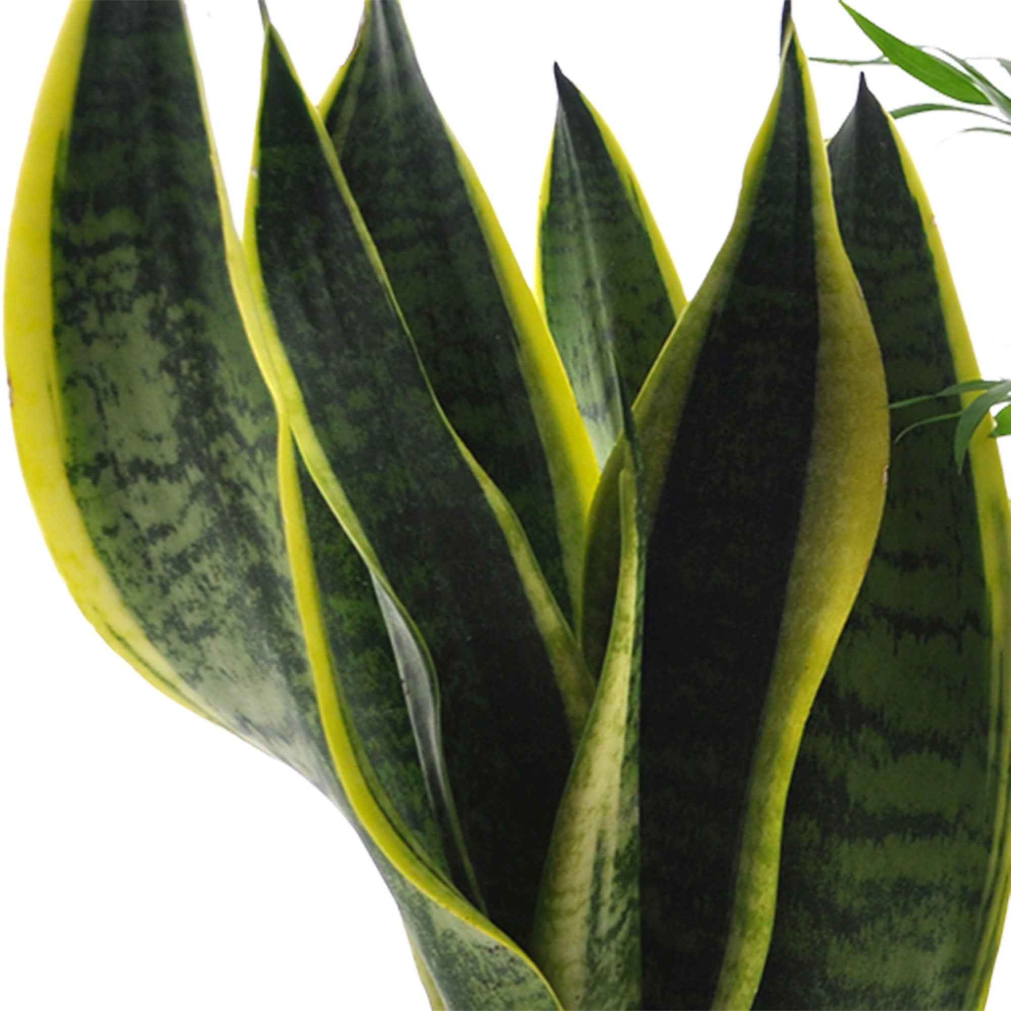 Bakker Collection 4 Plantes Intérieur pot 12cm faciles