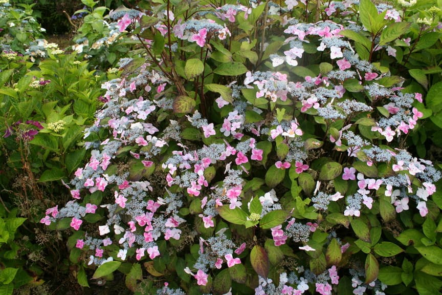 Les Hortensias du Haut Bois Ramis Pictis hortensia serrata