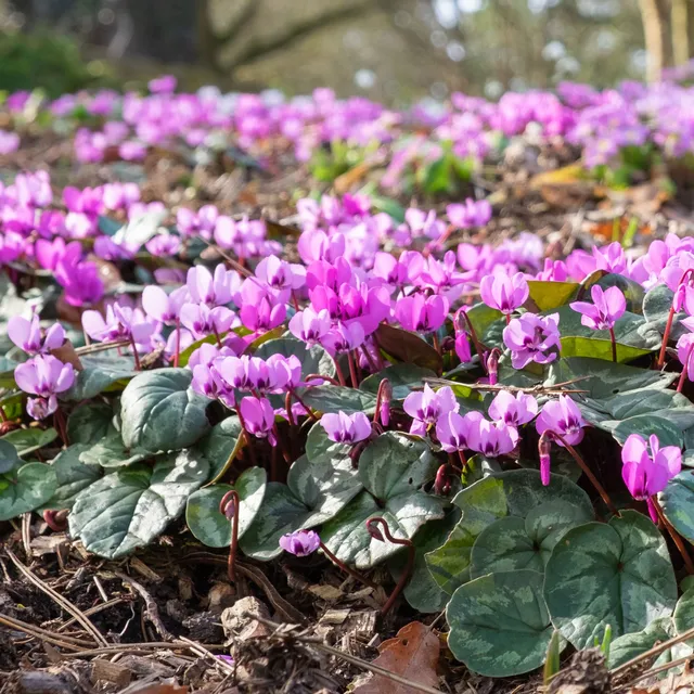 Bakker Cyclamen coum Rose plante vivace pot 8cm