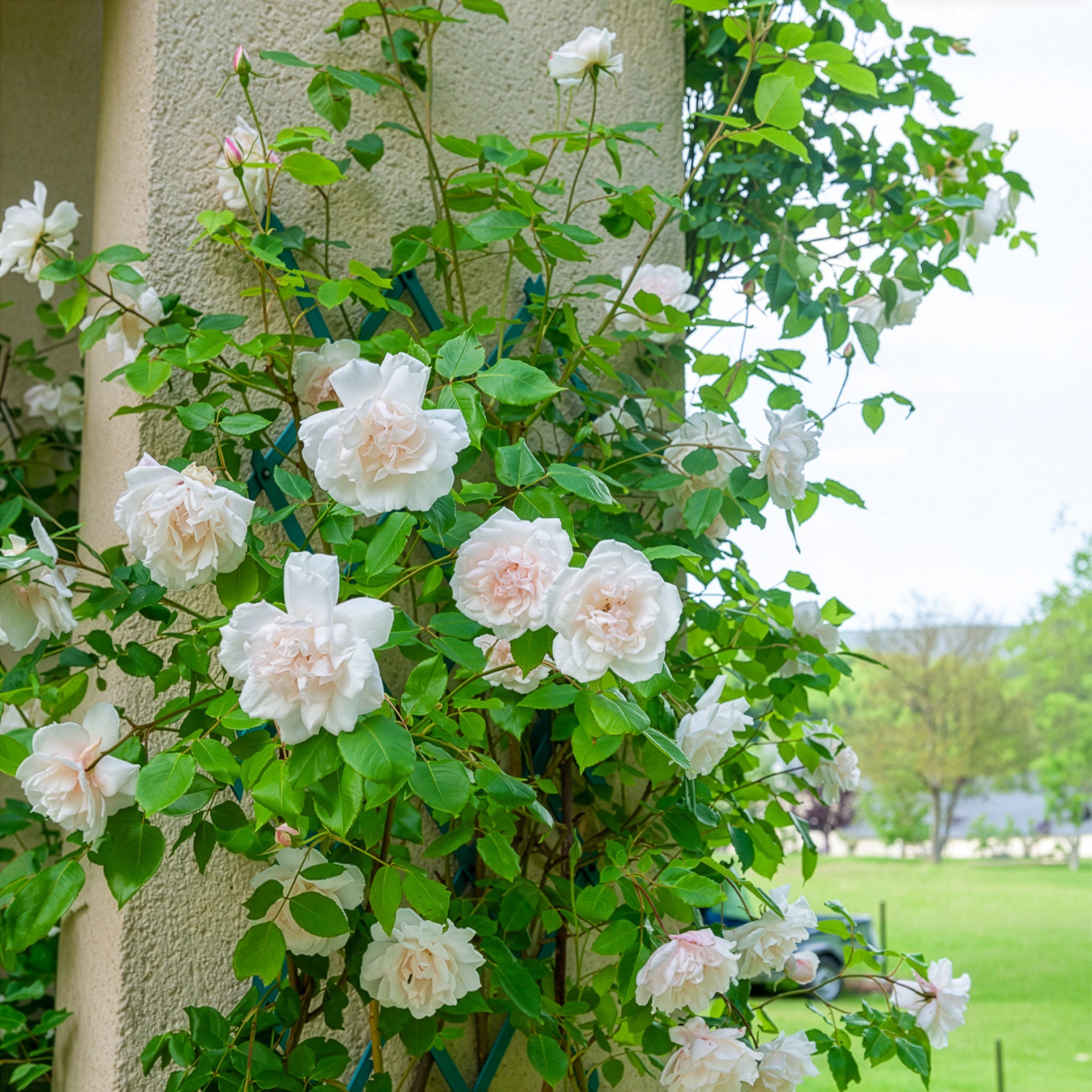 Bakker Rosier Mme Alfred Carrière grimpant pot 4L blanc