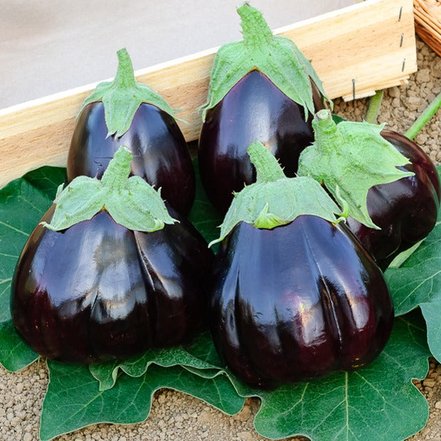 Bakker Black Beauty graine d'aubergine sachet 0.5g