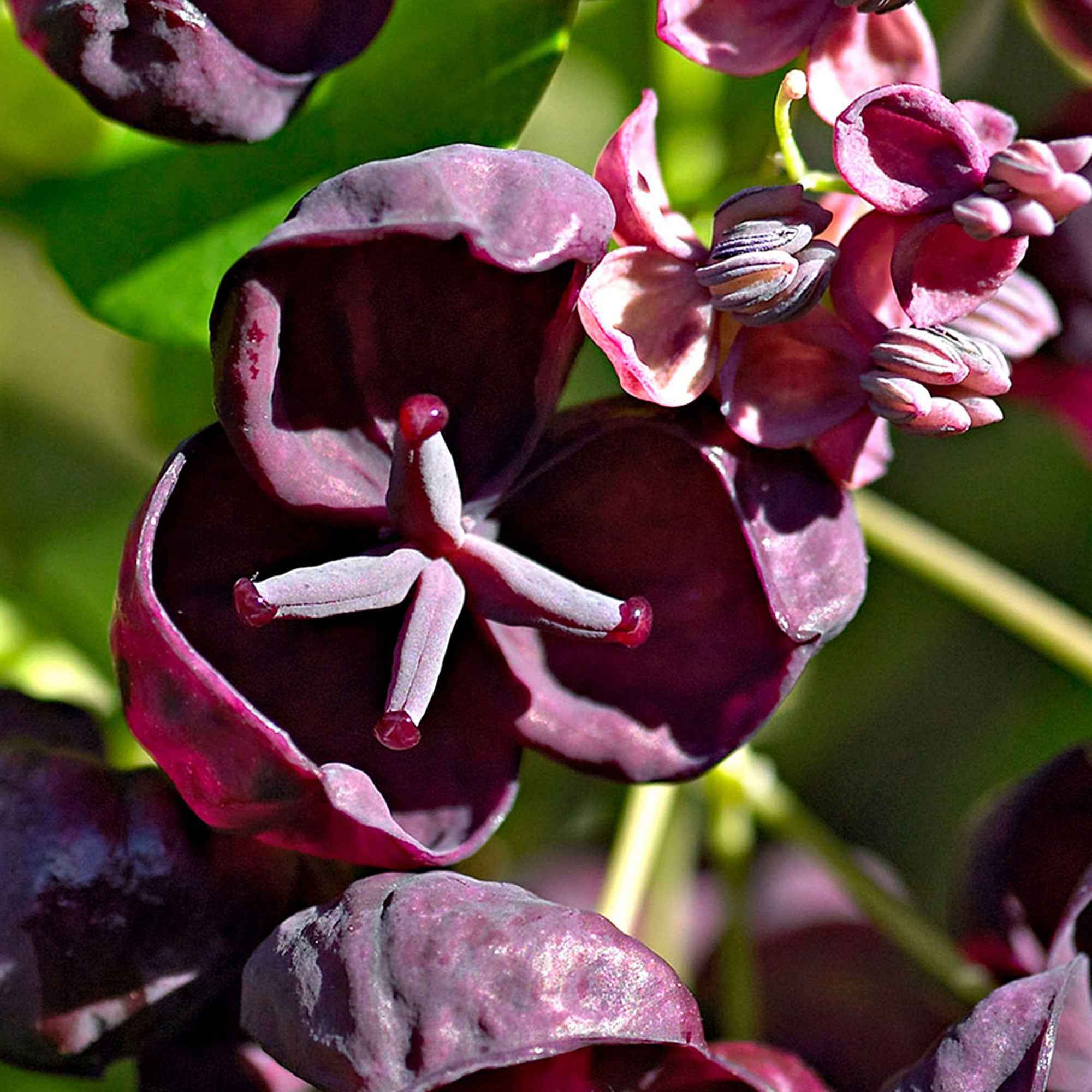 Bakker Akébie Quinata plante grimpante pot 1L 30-40cm