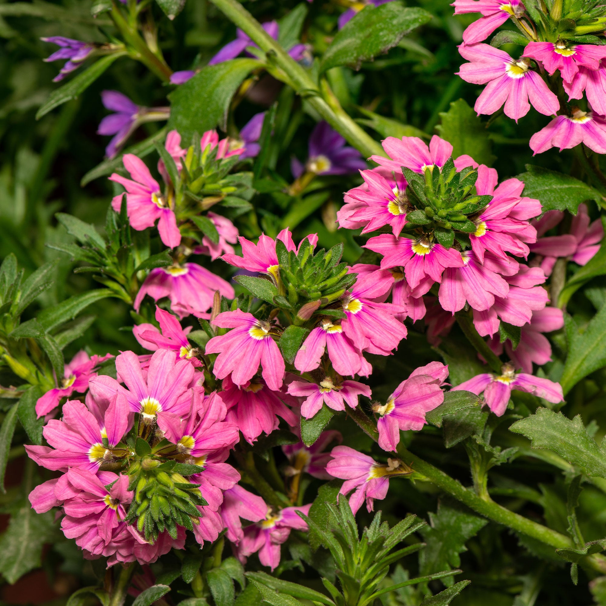 Bakker Scaevola Baby Pink Touch fleur 3 pots Ø10,5cm rose