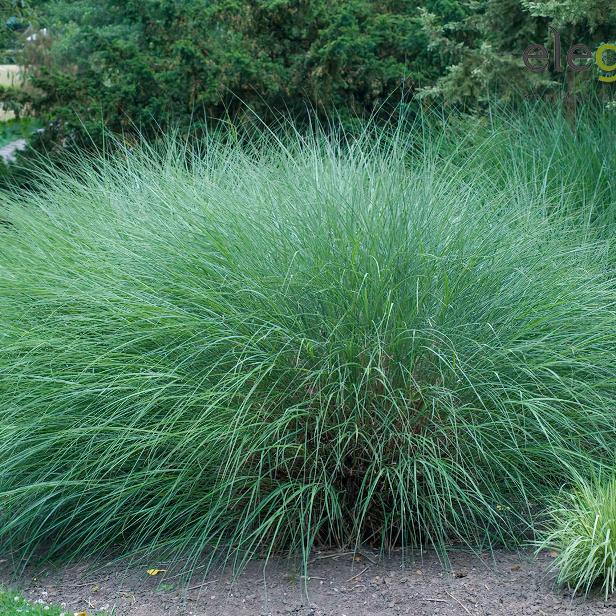 Bakker Gracillimus roseau de Chine graminée pot 9cm verte