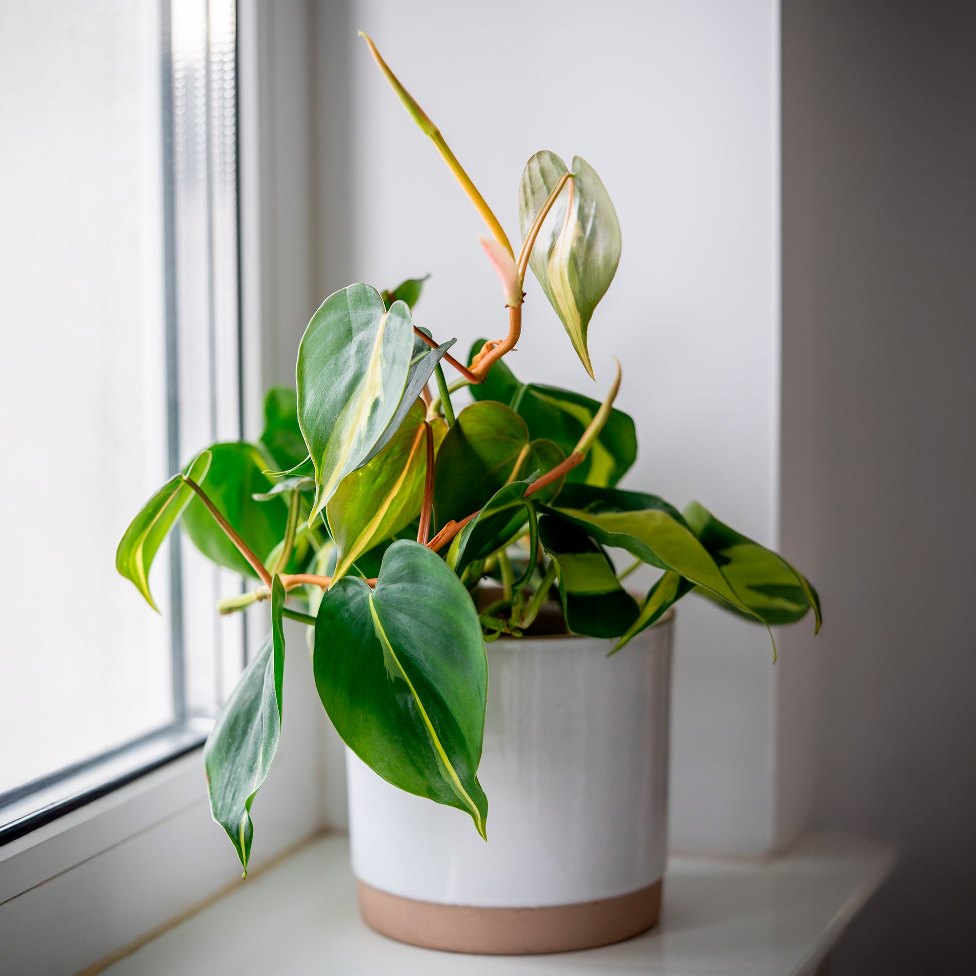 Bakker Philodendron Brasil scandens plante pot 11cm