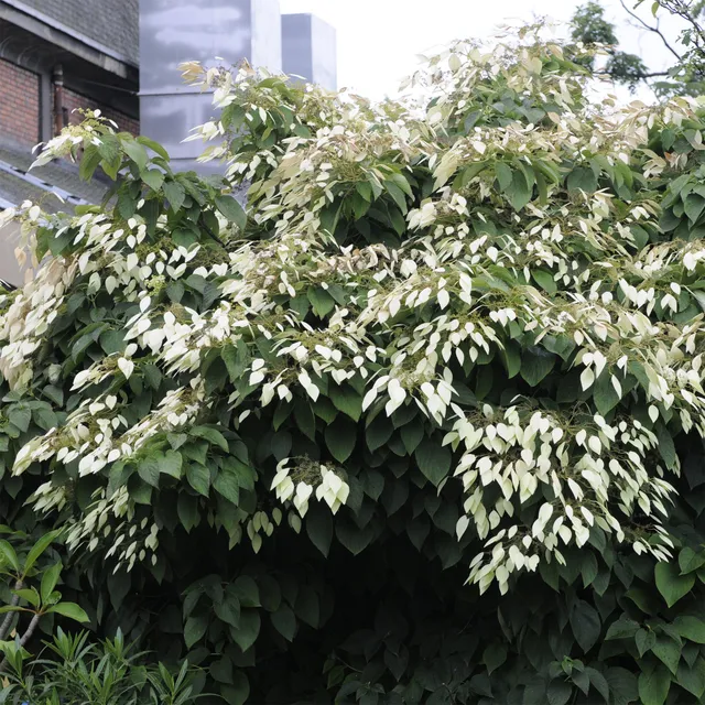 Bakker Schizophragma hortensia grimpant 1,5L blanc