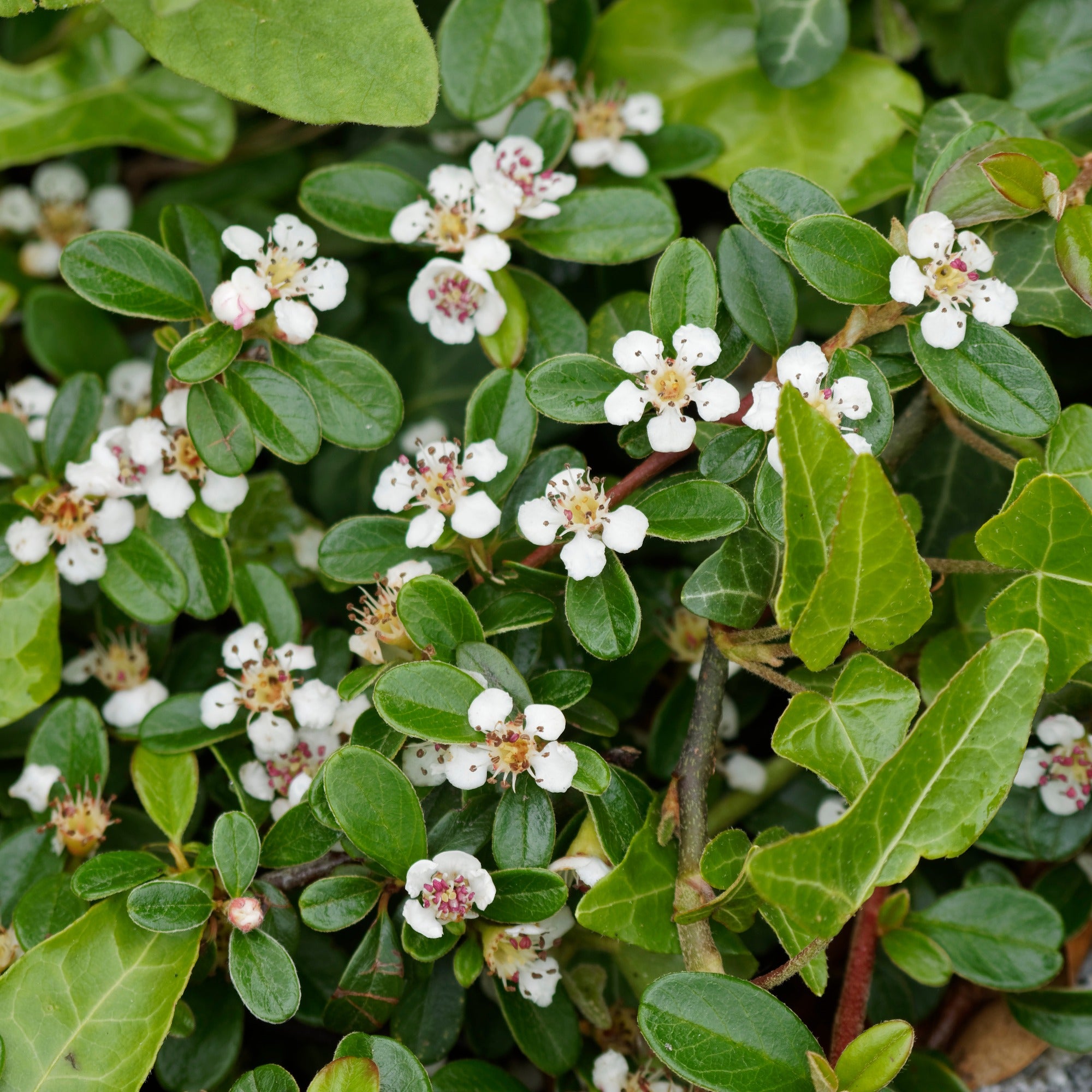 Bakker Cotonéaster de Dammer arbuste pot 1.5L 30-40cm vert