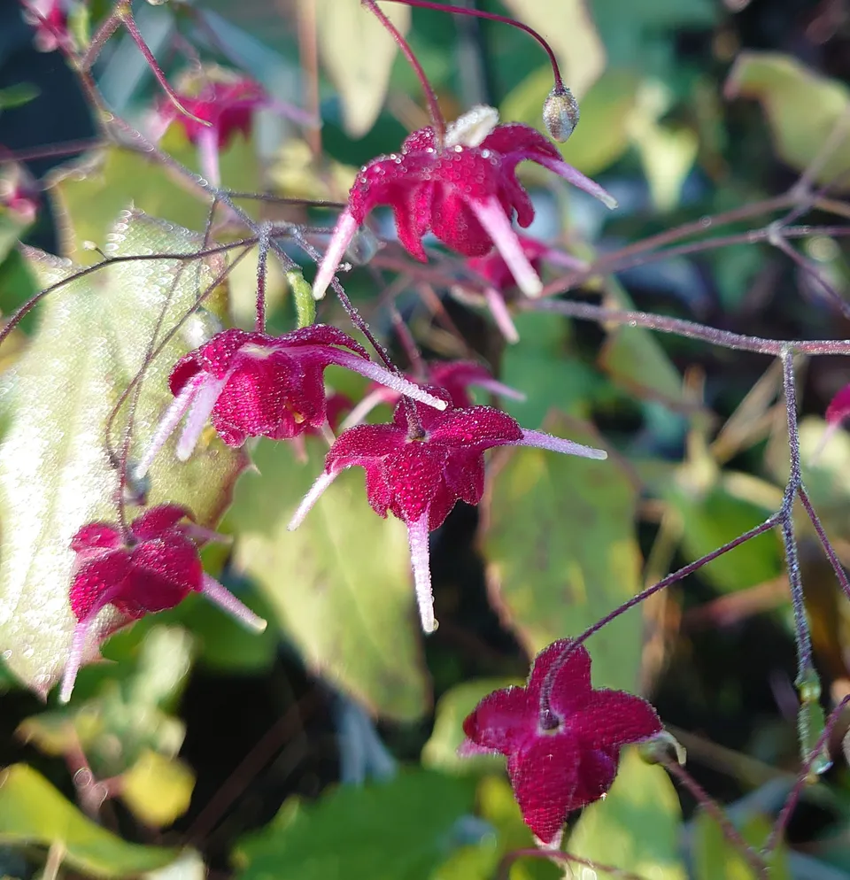 Passion Vivaces Epimedium Red Maximum fleur des elfes 1L rouge