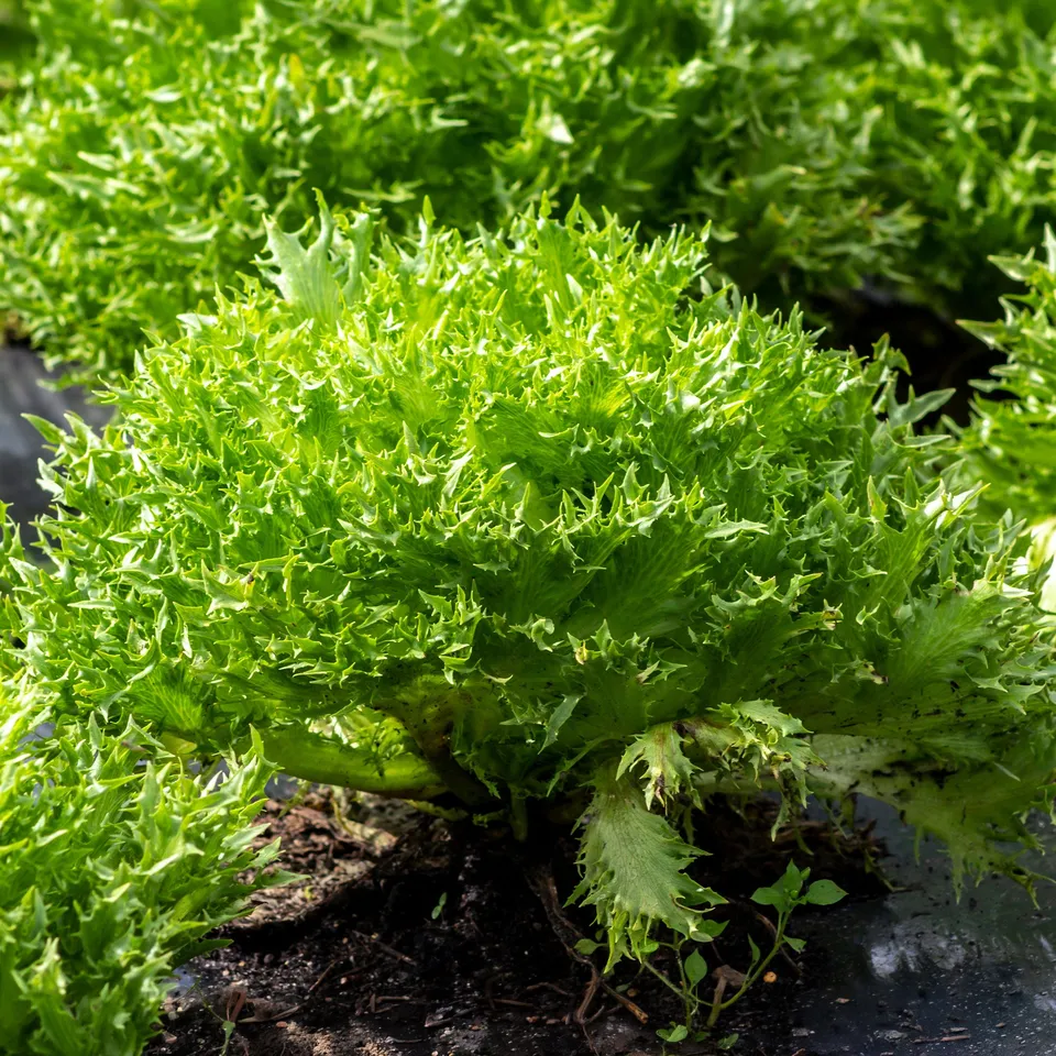 Bakker Potager Laitue batavia Eazyleaf Skilton sachet 180 graines