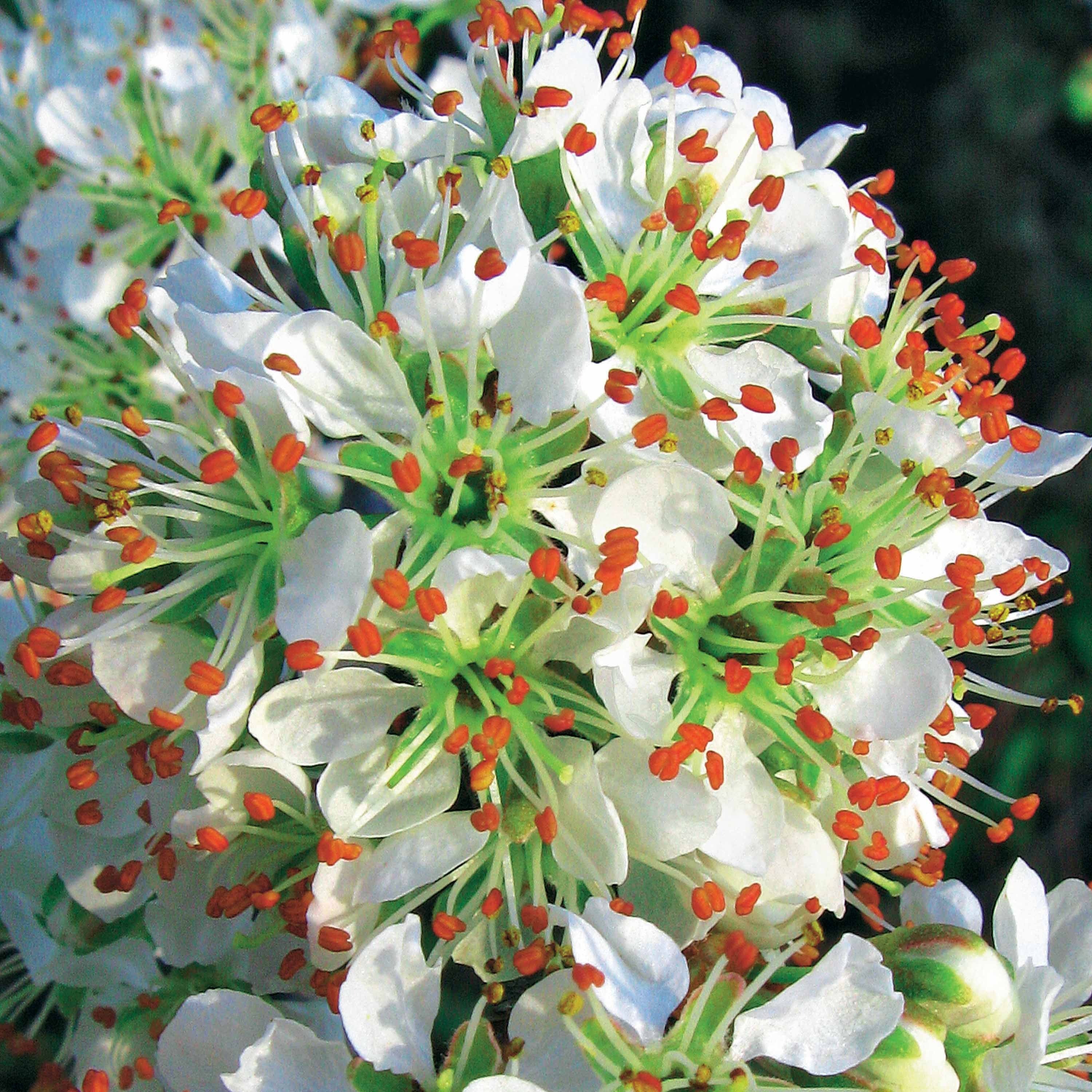 Bakker Laurier Portugal Angustifolia 3 pots 9cm