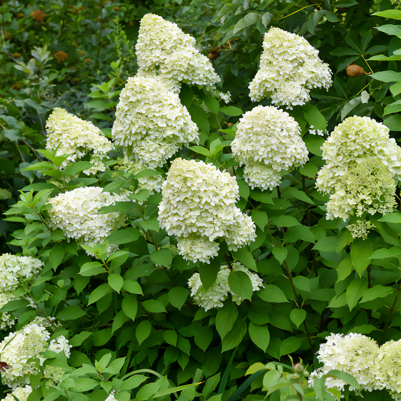 Bakker Hortensia Limelight paniculé pot 8cm vert