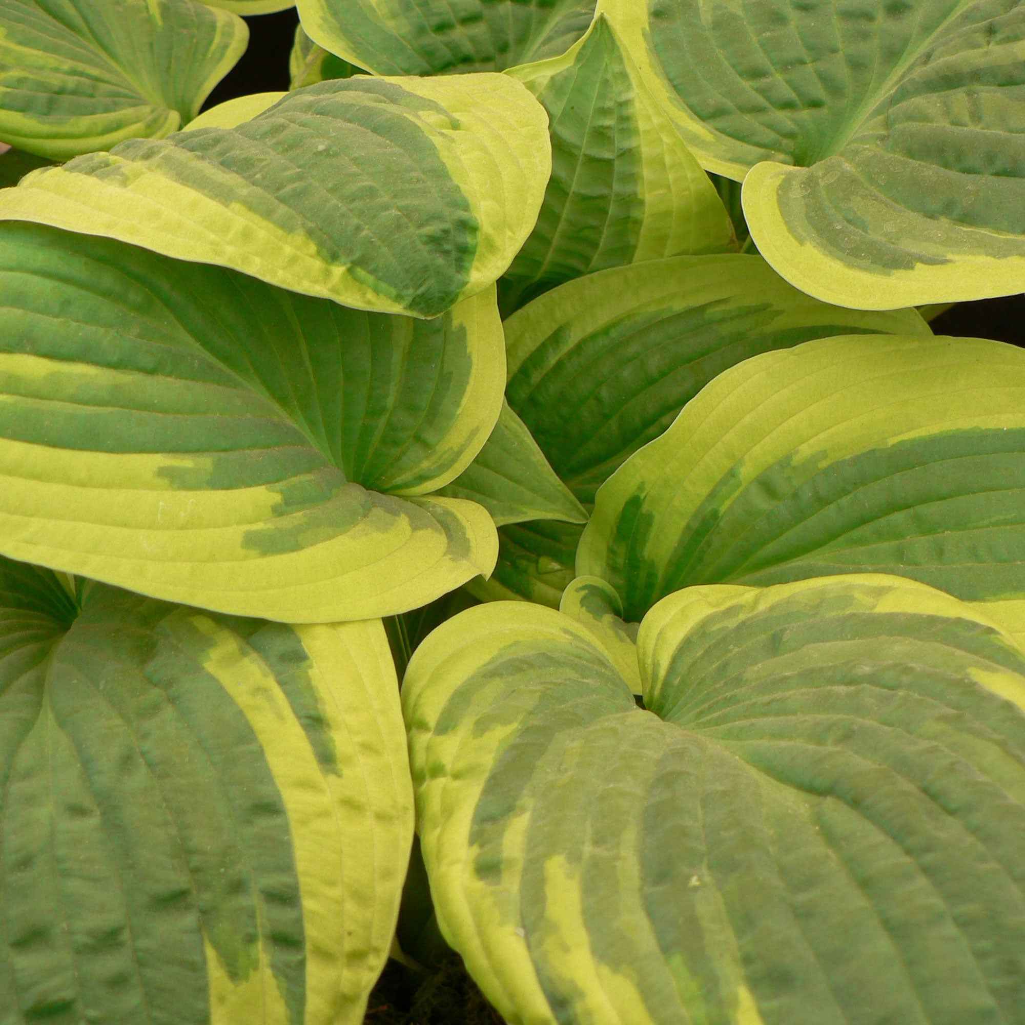 Bakker Vivaces Hosta Wide Brim plante pot Ø9cm panaché