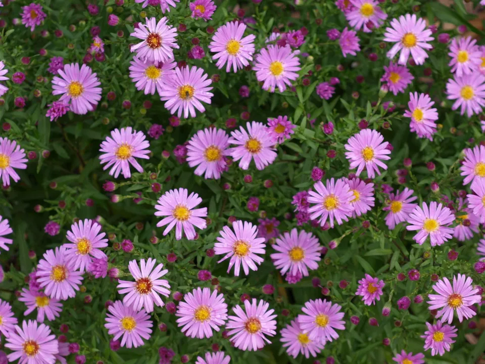 Passion Vivaces ASTER dumosus Gaia aster rose godet