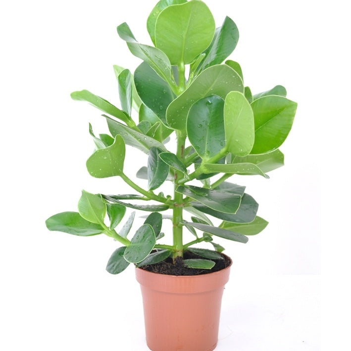 Bakker Clusia Princess plante verte + cache-pot blanc lot 2 pots