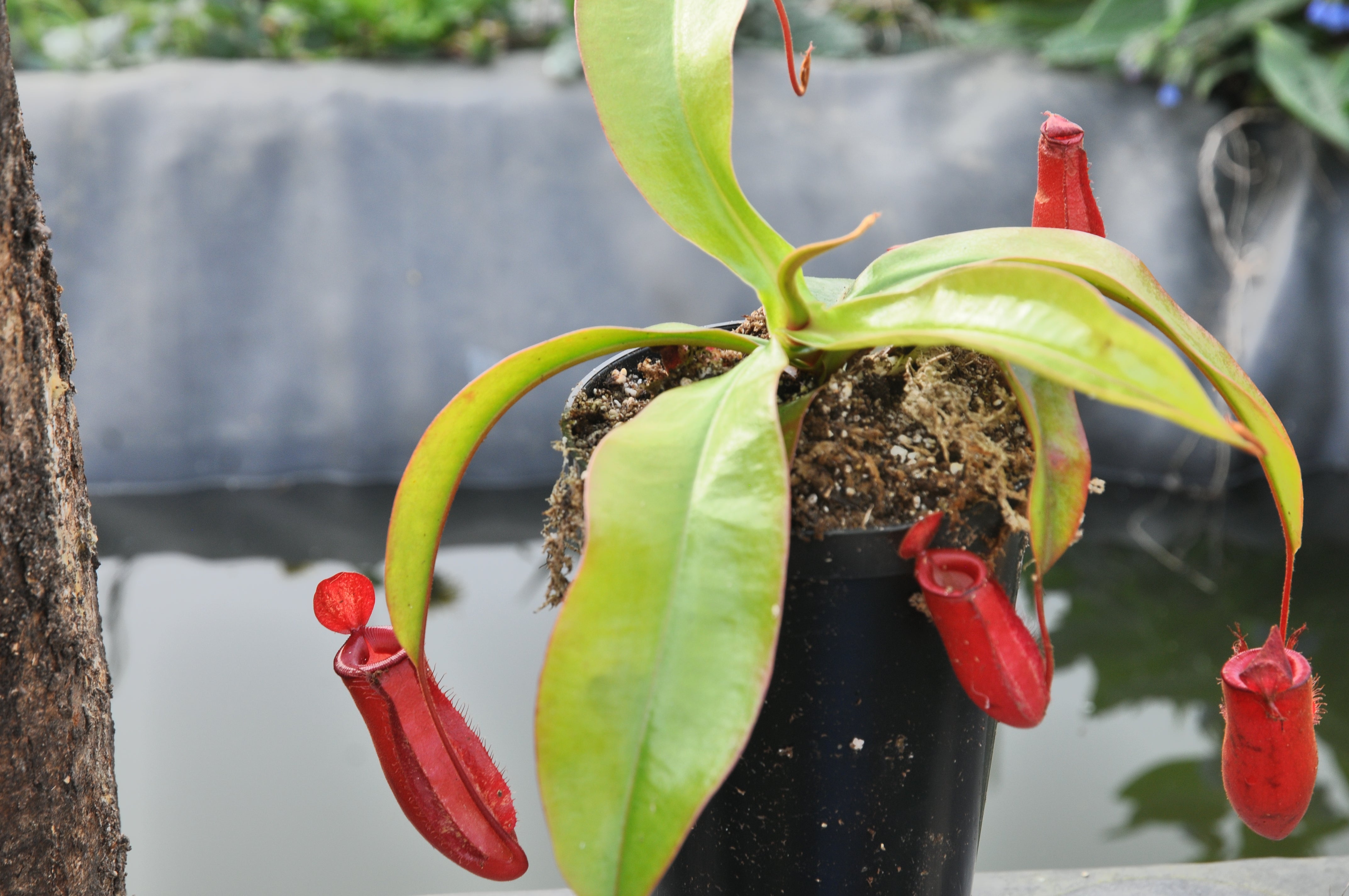 Carniflore Nepenthes bloody mary plante carnivore pot 9 cm