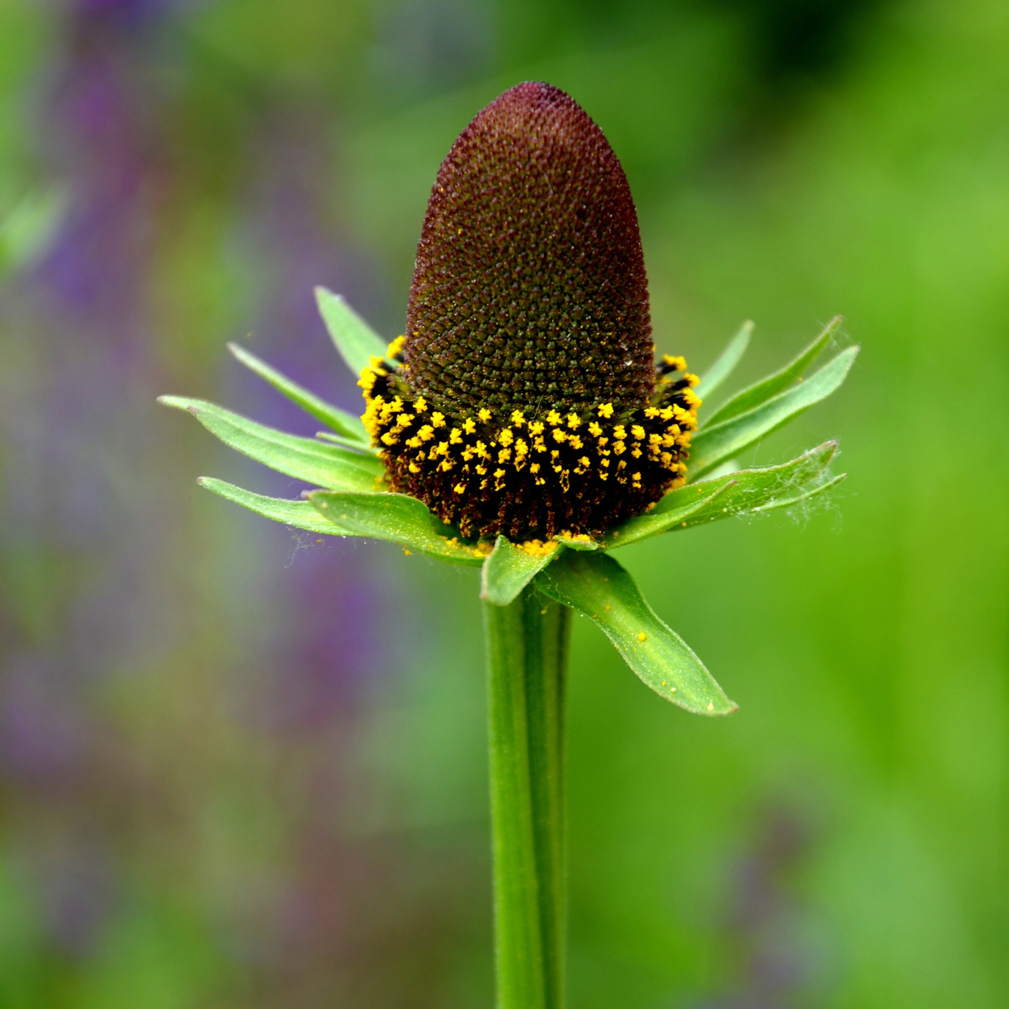 Bakker Plantes vivaces Rudbeckia Green Wizard pot brun