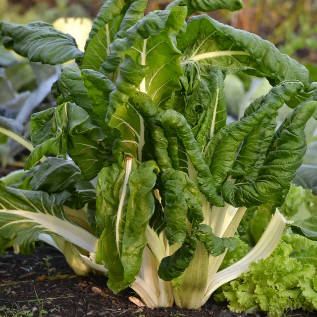 Bakker Poirée verte carde blanche 3 bio graines 3g