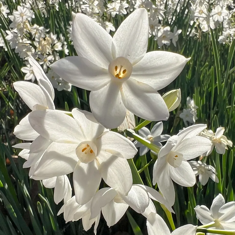 Bakker Paperwhite narcisse blanc sachet 5 bulbes intérieur