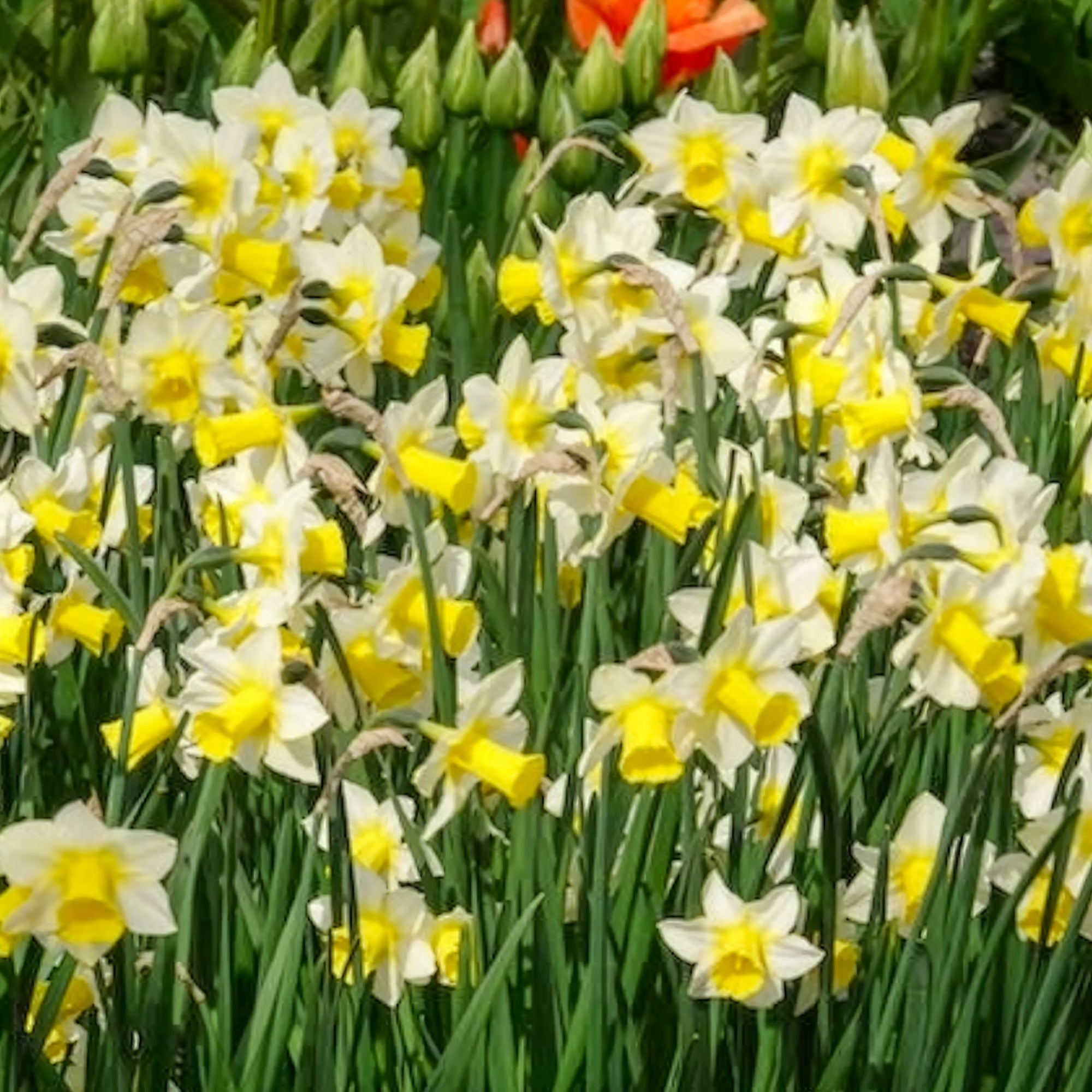 Bakker Narcisses Golden Echo bulbes 7 pièces blanc jaune