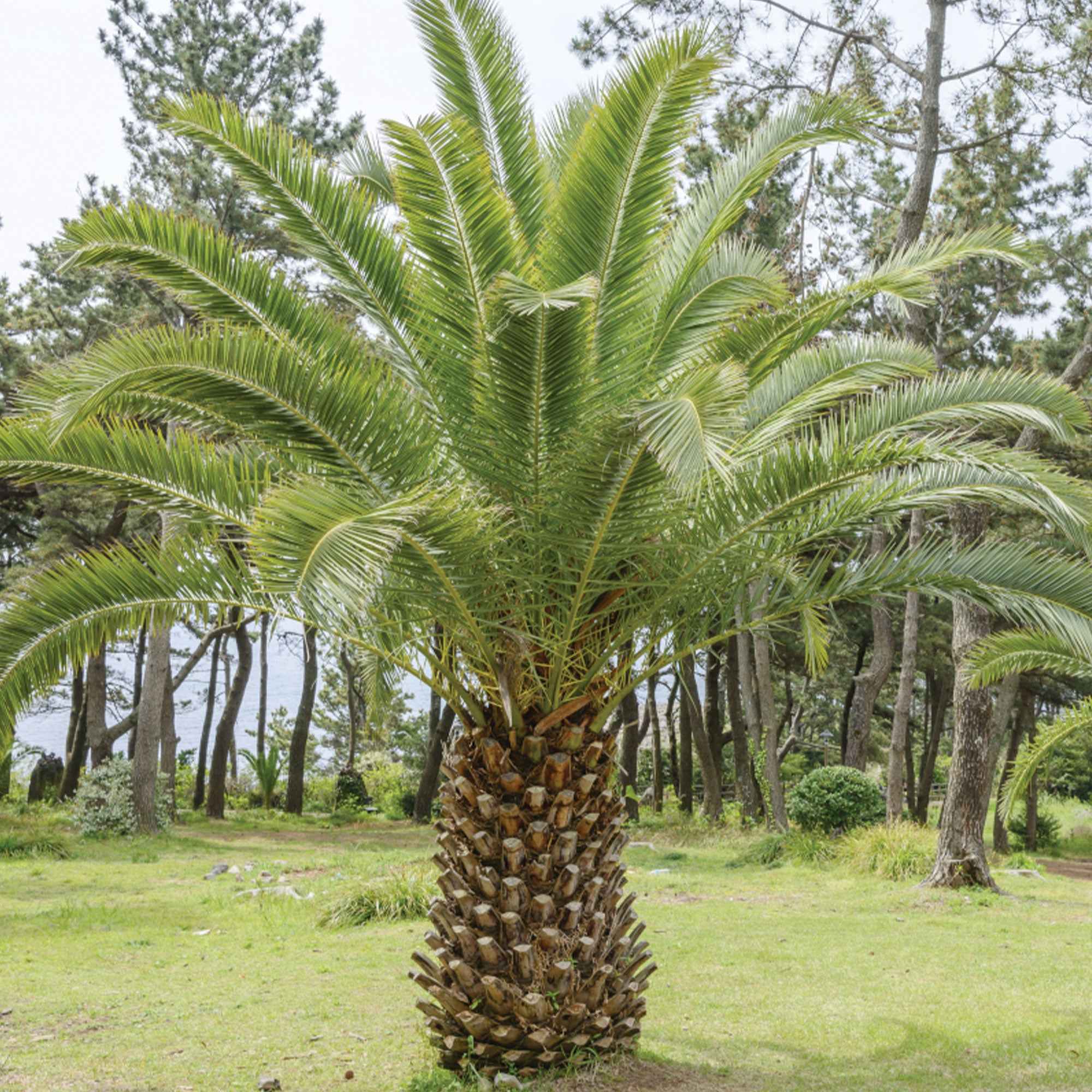 Bakker Palmier des Canaries pot 3L 60-80 cm exotique