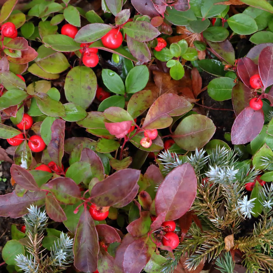 Bakker Big Berry gaulthérie arbuste pot 13cm baies rouges hiver