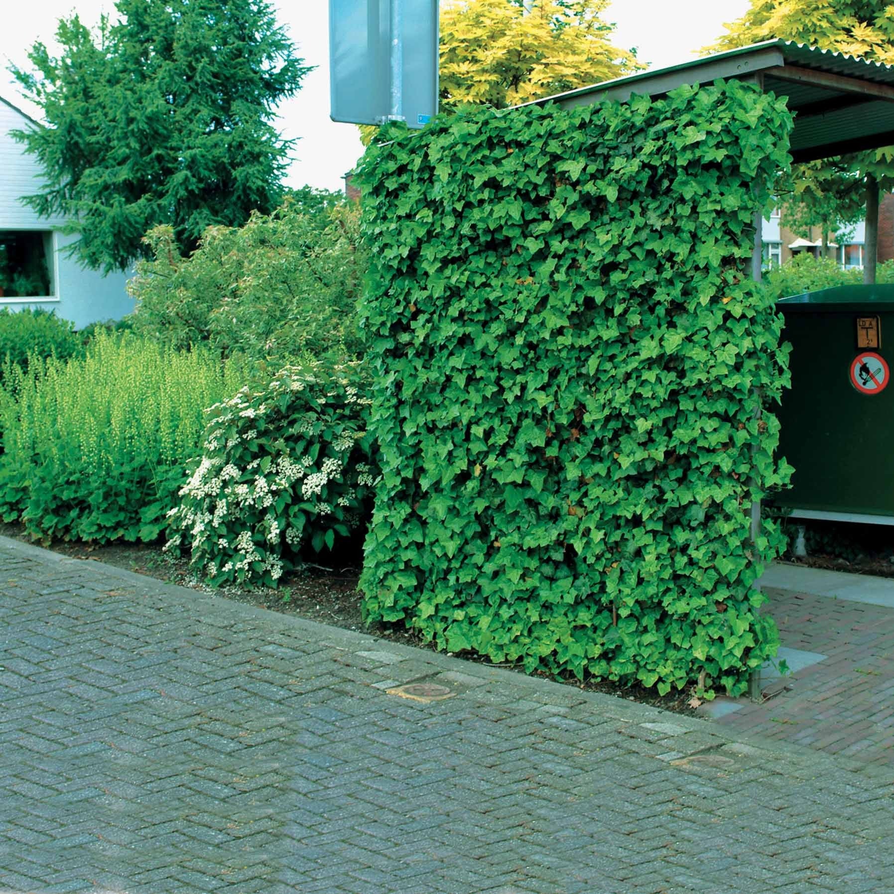 Bakker Lierre d'Irlande Hedera 3 pots 9 cm