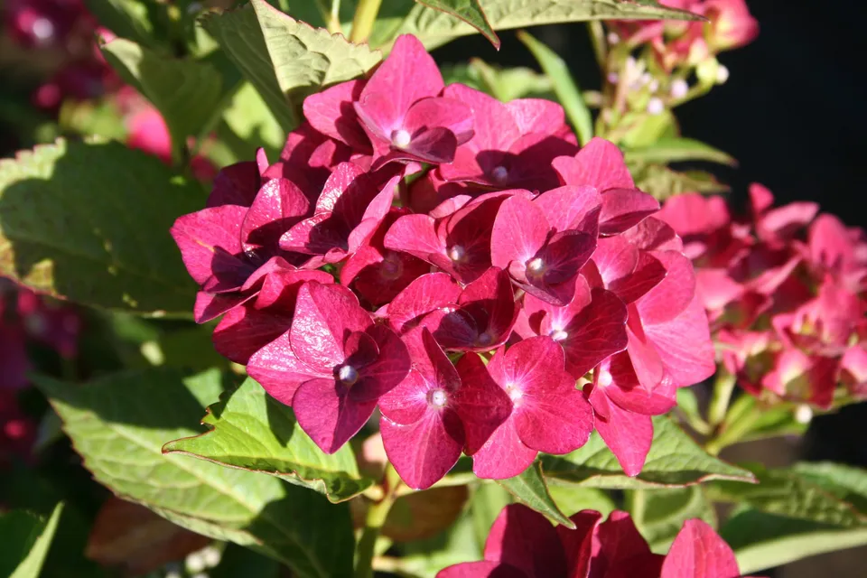 Les Hortensias du Haut Bois Green Shadow hortensia boules vertes