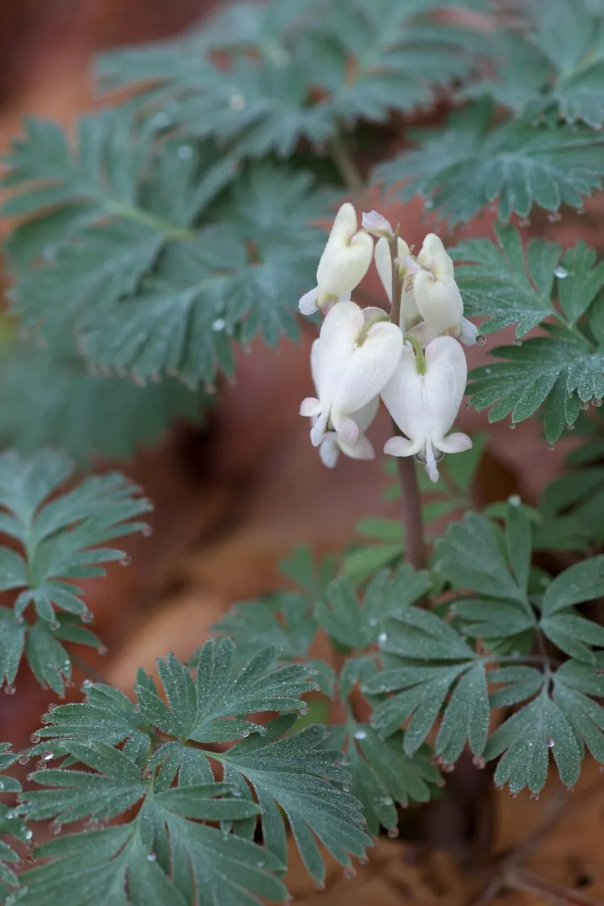 Passion Vivaces Dicentra formosa Langtrees coeur de Marie godet