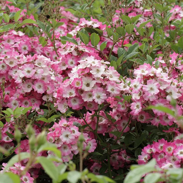 Bakker Rosier Ballerina pot 4L fleurs roses