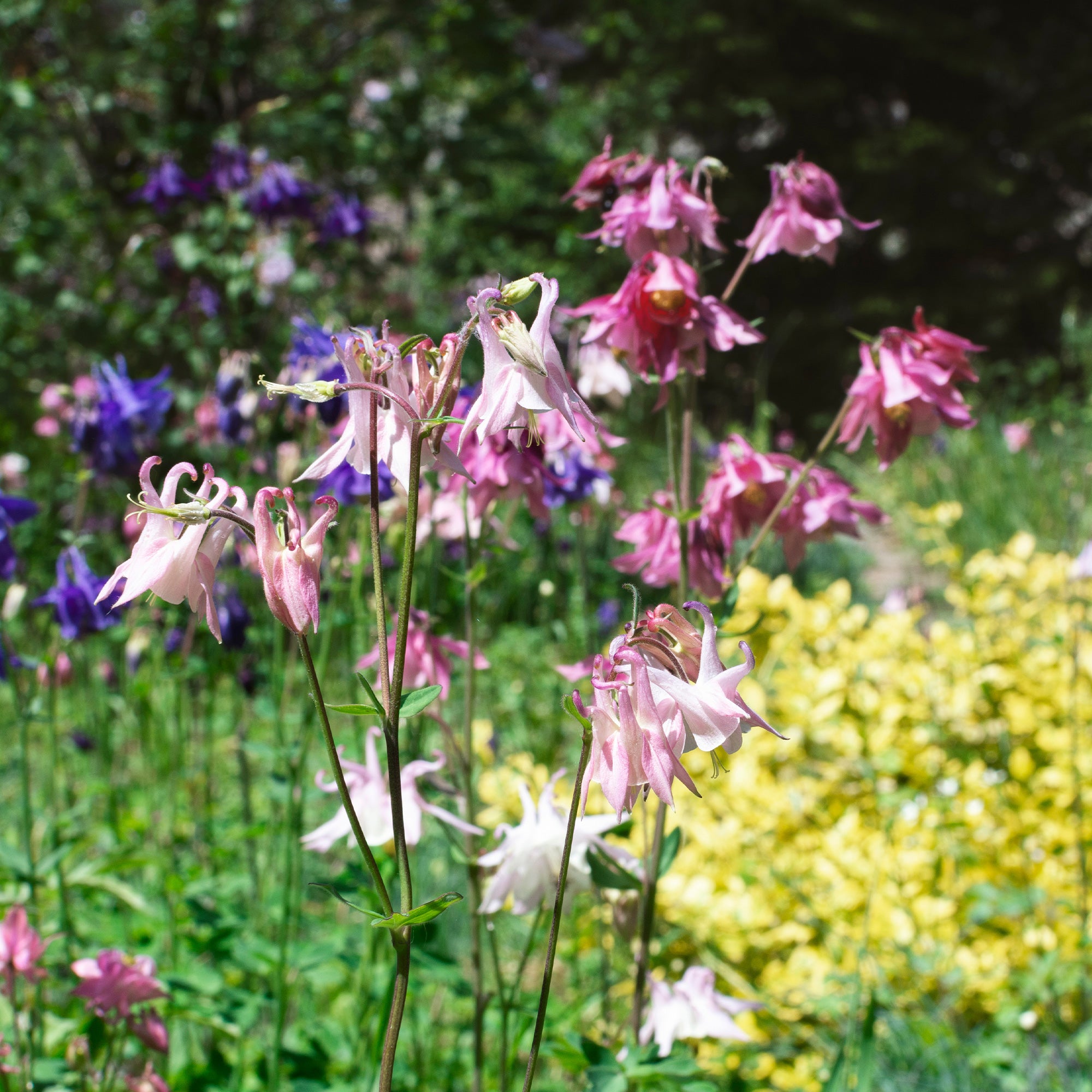 Bakker Ancolie Heidi Aquilegia vivace bleue pot 9cm
