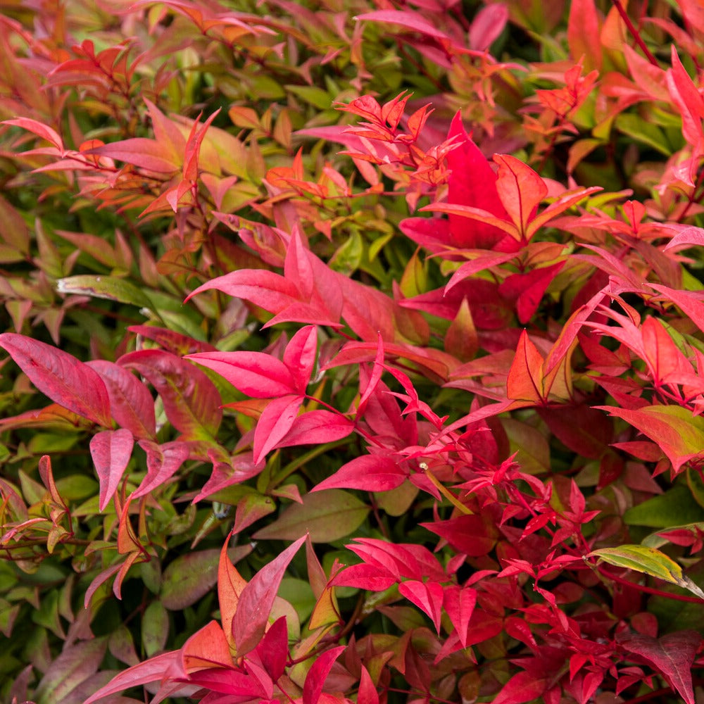 Bakker Bambou sacré Nandina arbuste pot 2L 25-30cm cuivre