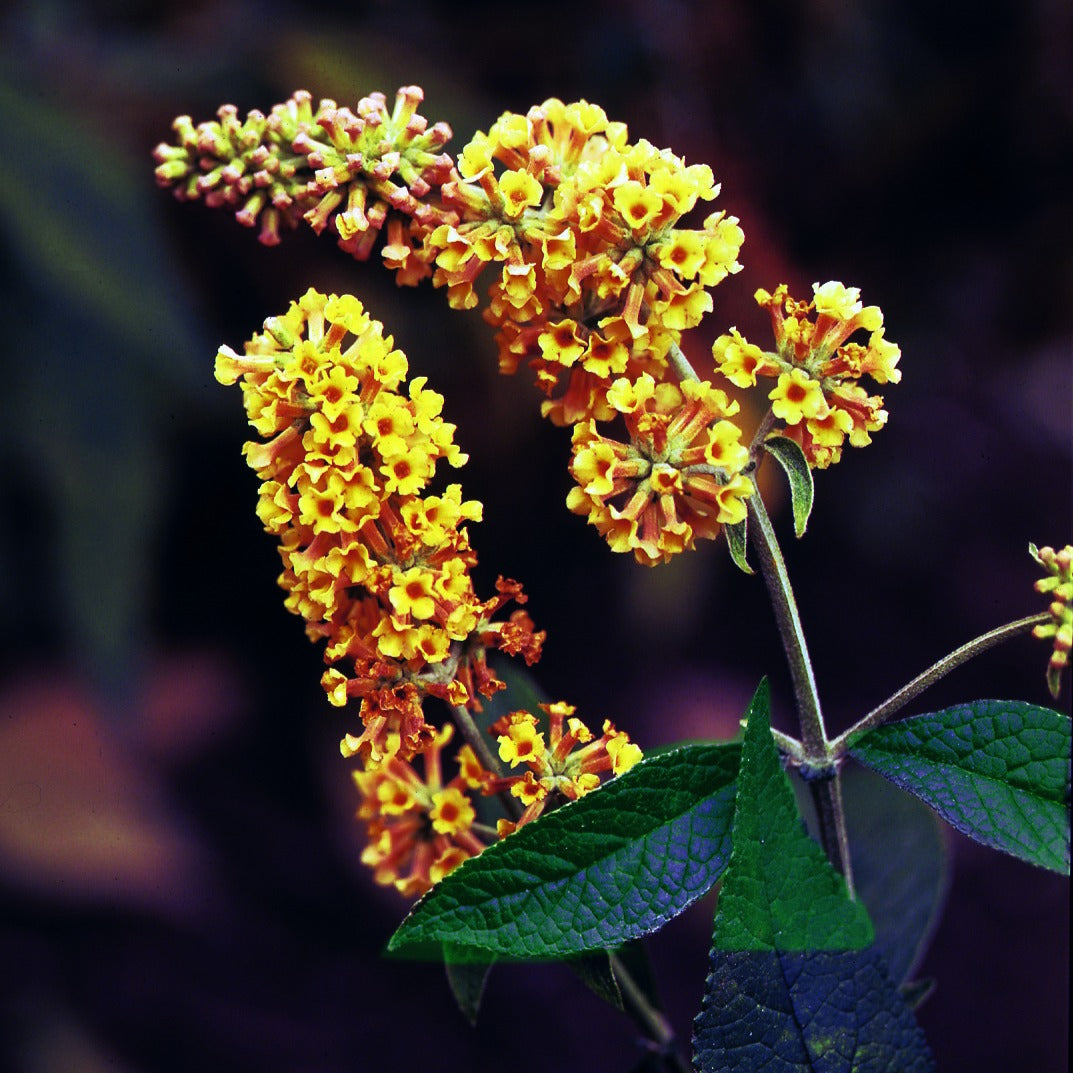 Bakker Sungold arbre à papillons pot 2L jaune mellifère