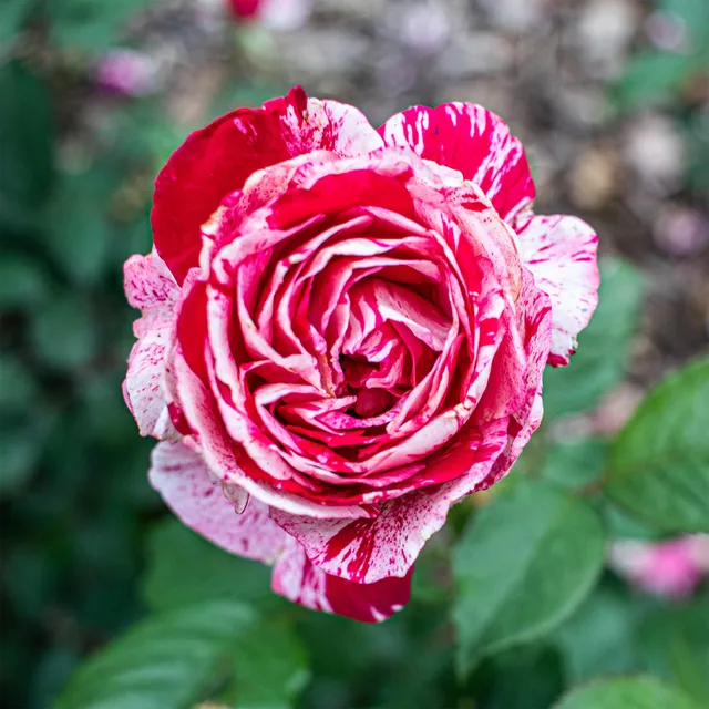 Bakker Rosier buisson Candy Stripe rosier rayé racine nue