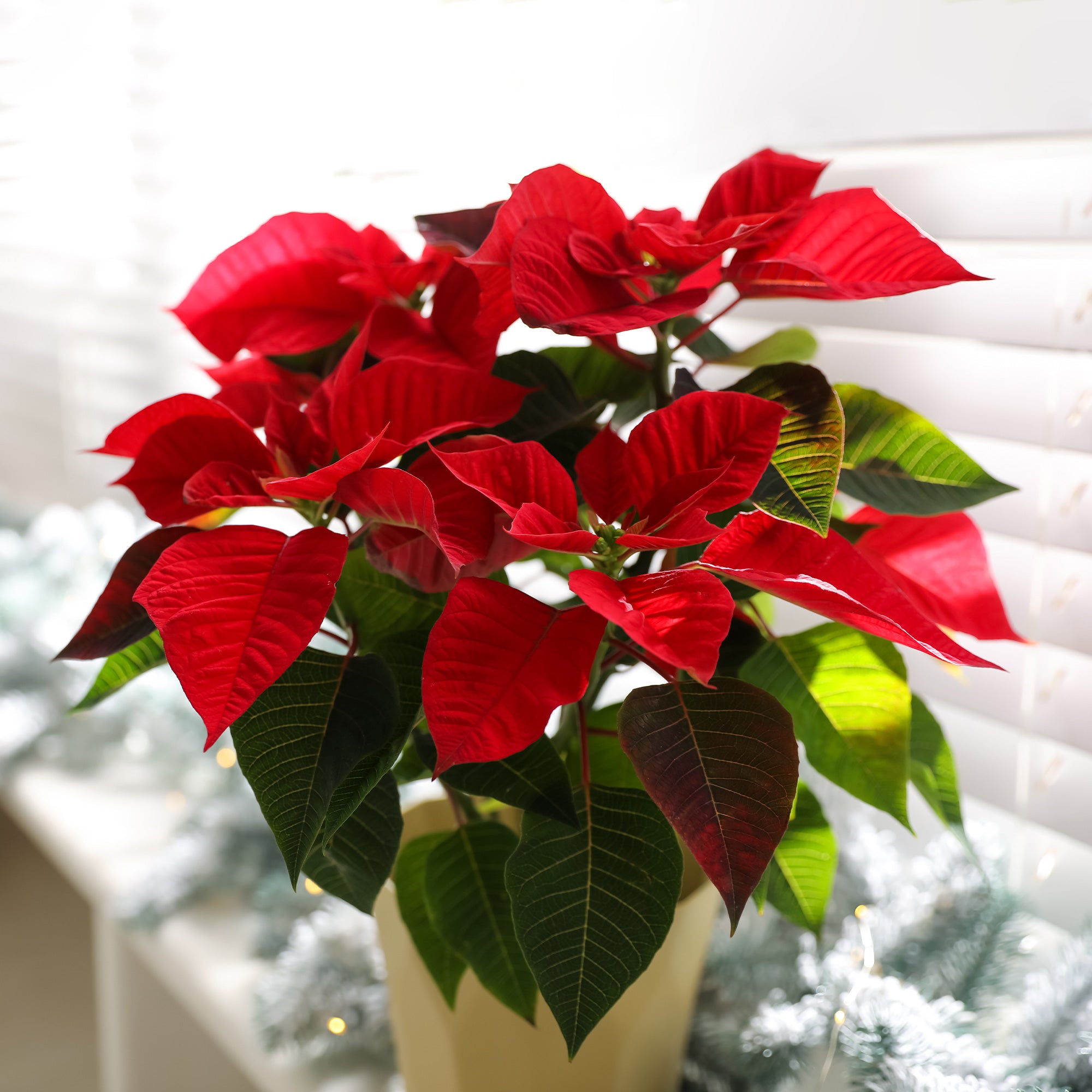 Bakker Poinsettia Rouge plante d'intérieur pot Ø 10,5 cm