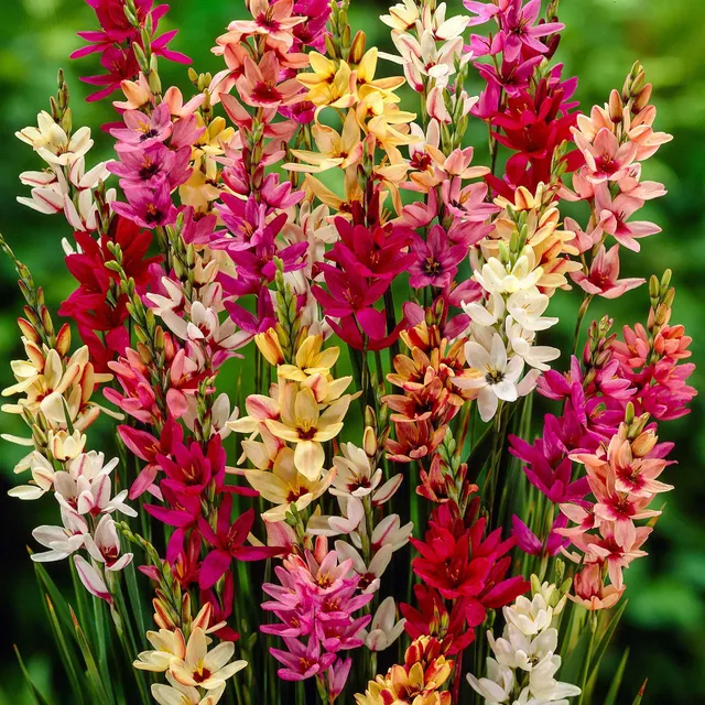 Bakker Ixias en mélange bulbes 15 bulbes multicolore soleil