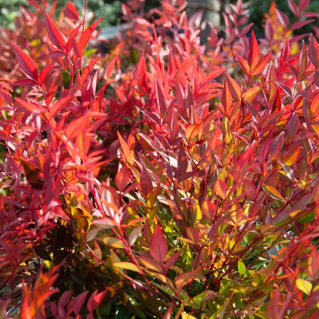 Bakker Bambou sacré Nandina arbuste pot 2L 25-30cm cuivre