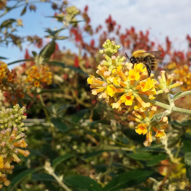 Bakker Sungold arbre à papillons pot 2L jaune mellifère
