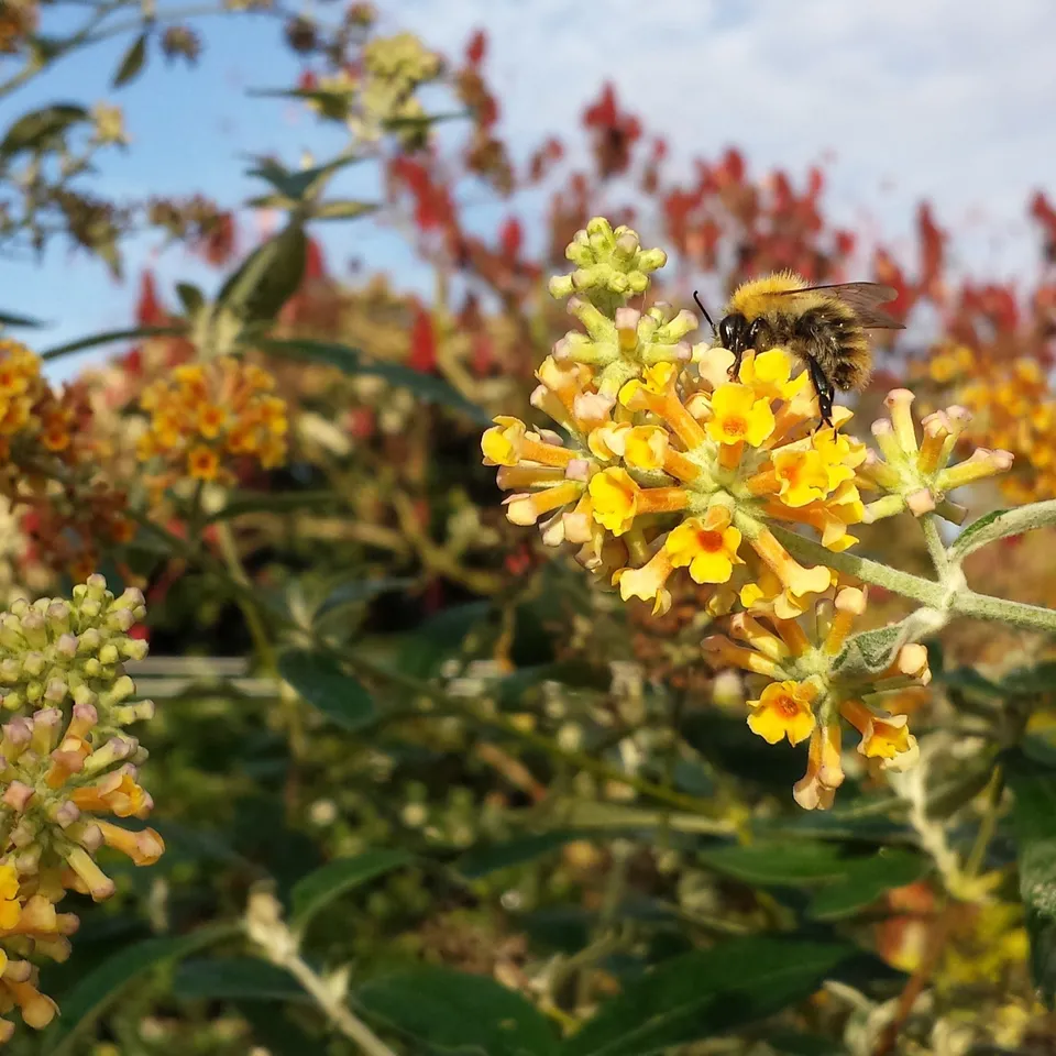 Bakker Sungold arbre à papillons pot 2L jaune mellifère