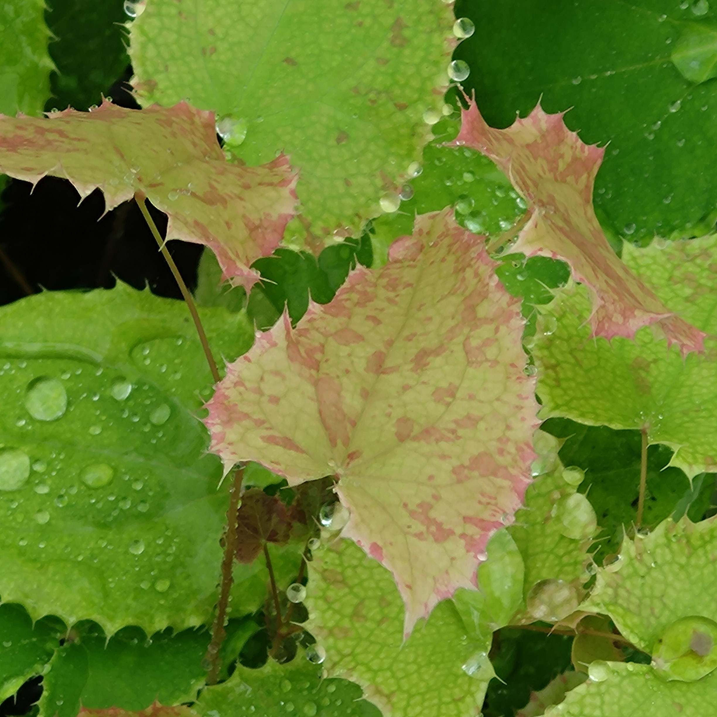 Passion Vivaces Epimedium truncatum fleur des elfes pot 1 litre