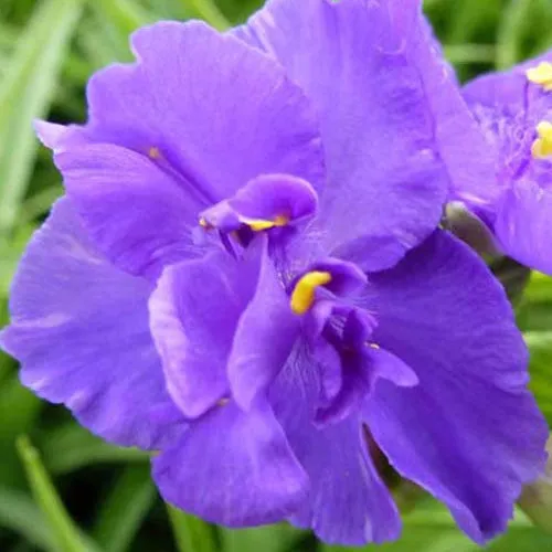 Bakker Ephémère Zwanenburg Blue vivace pot 9cm bleue