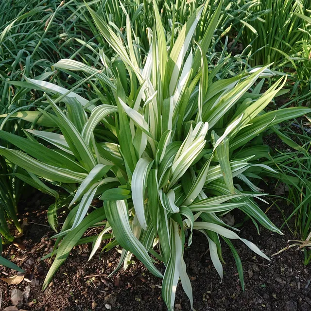 Passion Vivaces Hemerocallis fulva Kwenzo Variegata pot 1L