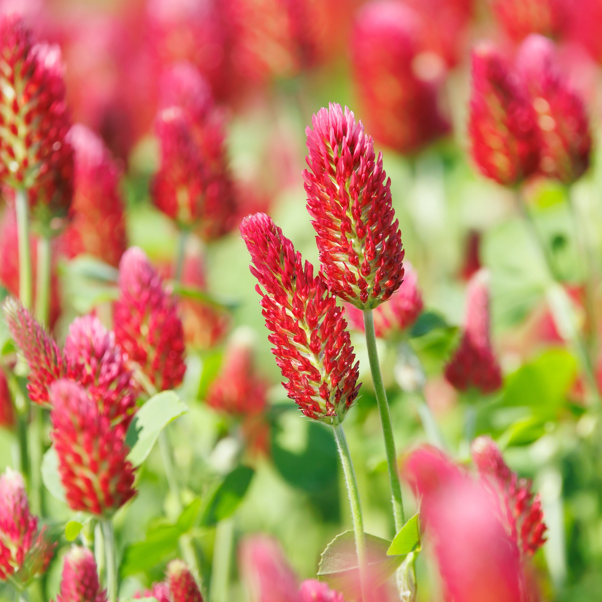 Bakker Potager Trèfle rouge Bio graines sachet 8g comestible